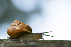 Smaller Banded Snail