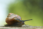 Smaller Banded Snail