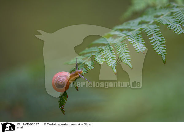 Schnecke / snail / AVD-03687