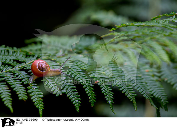 Schnecke / snail / AVD-03690
