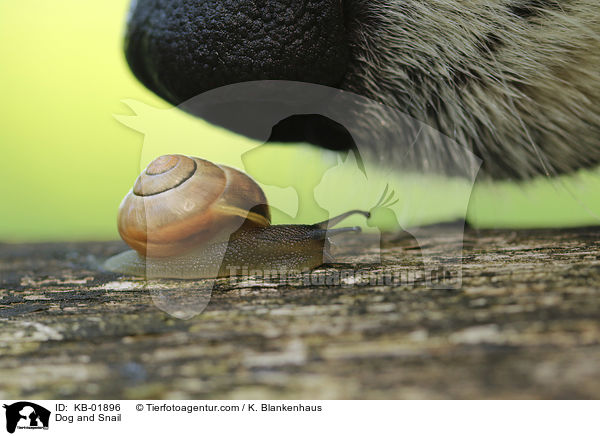 Hund und Schnecke / Dog and Snail / KB-01896