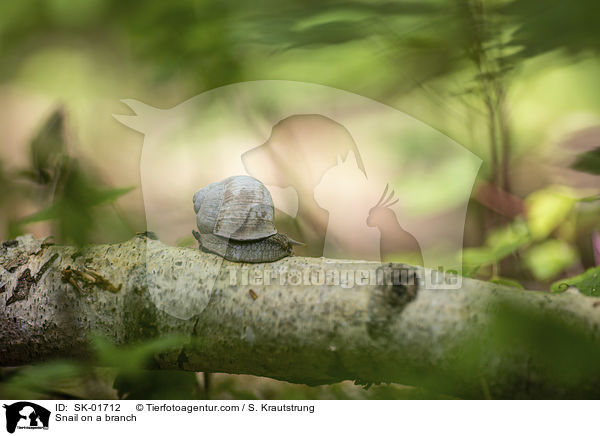 Schnecke auf einem Ast / Snail on a branch / SK-01712