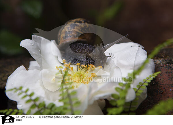 Schnecke / snail / JM-08877