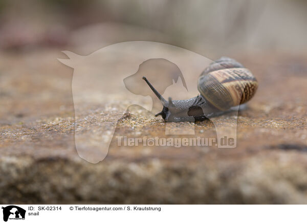 Schnecke / snail / SK-02314