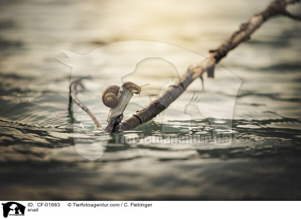 Schnecke / snail / CF-01683