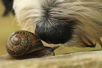 Dog and Snail