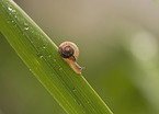 Snail