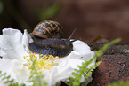 snail