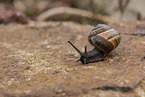 snail