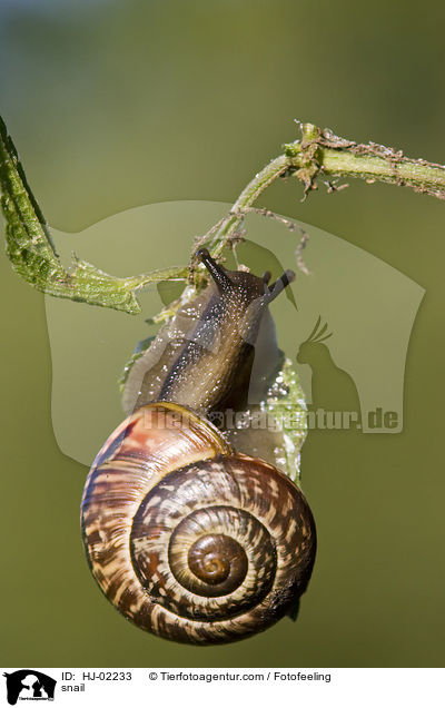Bnderschnecke / snail / HJ-02233