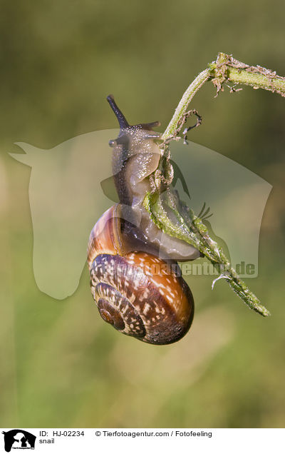 Bnderschnecke / snail / HJ-02234