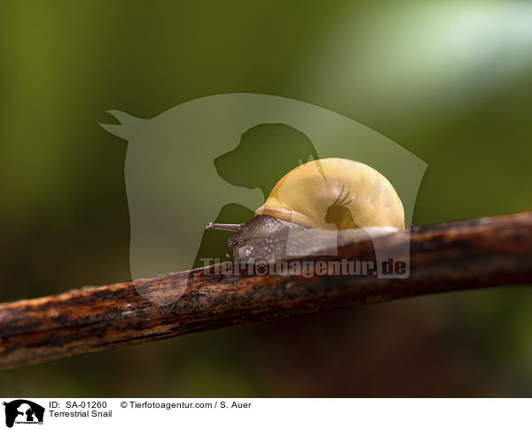 Bnderschnecke / Terrestrial Snail / SA-01260