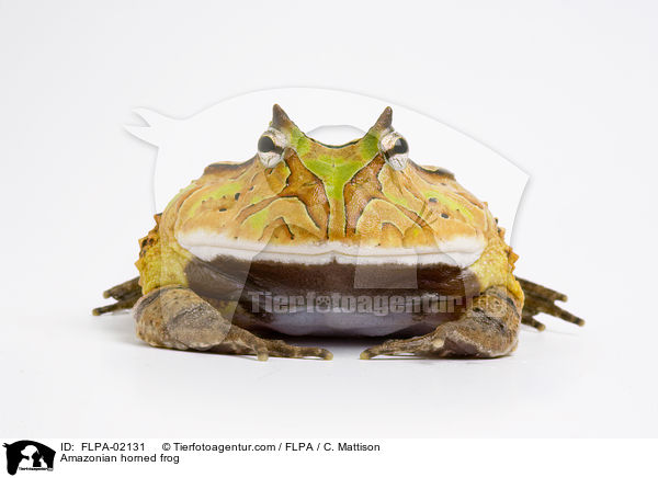 Amazonian horned frog / FLPA-02131