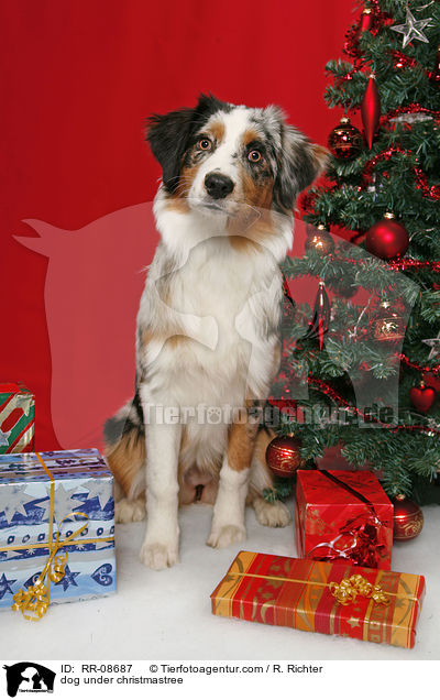 Hund unterm Weihnachtsbaum / dog under christmastree / RR-08687