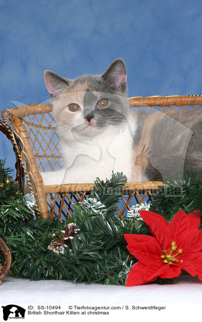 Britisch Kurzhaar Ktzchen zu Weihnachten / British Shorthair Kitten at christmas / SS-10494