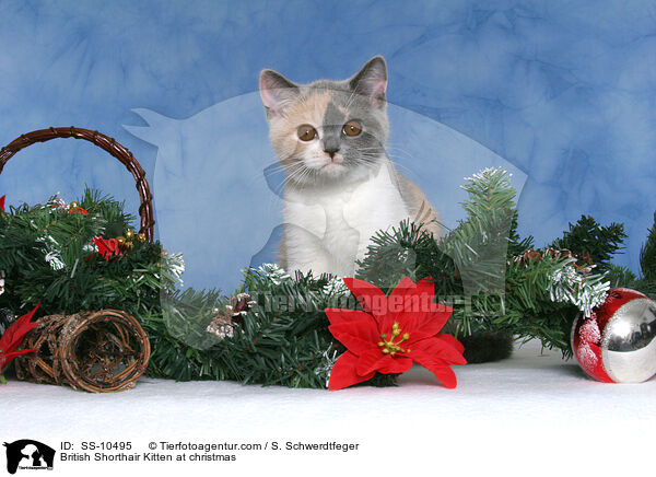 Britisch Kurzhaar Ktzchen zu Weihnachten / British Shorthair Kitten at christmas / SS-10495