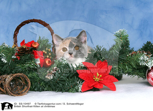 Britisch Kurzhaar Ktzchen zu Weihnachten / British Shorthair Kitten at christmas / SS-10497