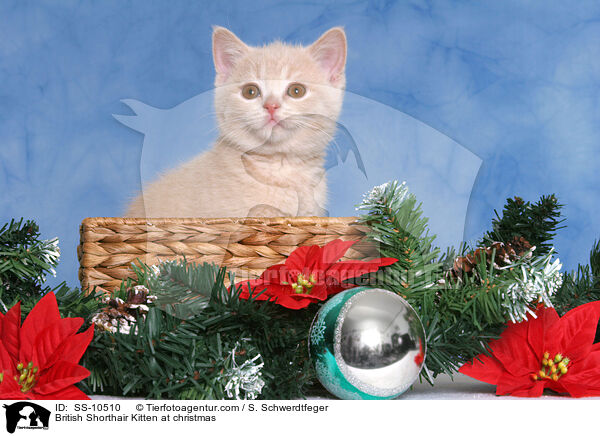 Britisch Kurzhaar Ktzchen zu Weihnachten / British Shorthair Kitten at christmas / SS-10510