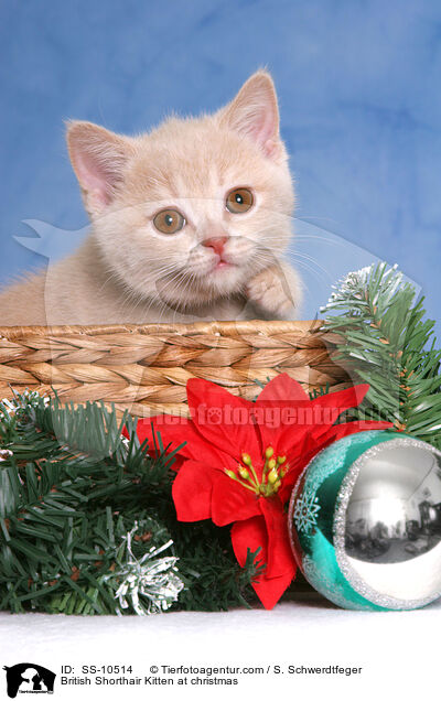 Britisch Kurzhaar Ktzchen zu Weihnachten / British Shorthair Kitten at christmas / SS-10514