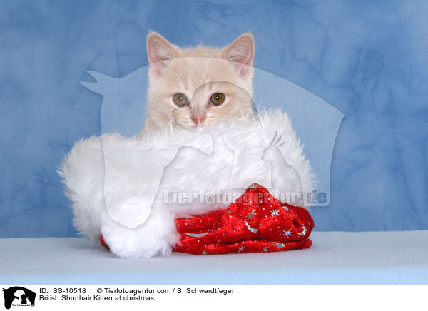 Britisch Kurzhaar Ktzchen zu Weihnachten / British Shorthair Kitten at christmas / SS-10518