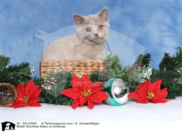 Britisch Kurzhaar Ktzchen zu Weihnachten / British Shorthair Kitten at christmas / SS-10528