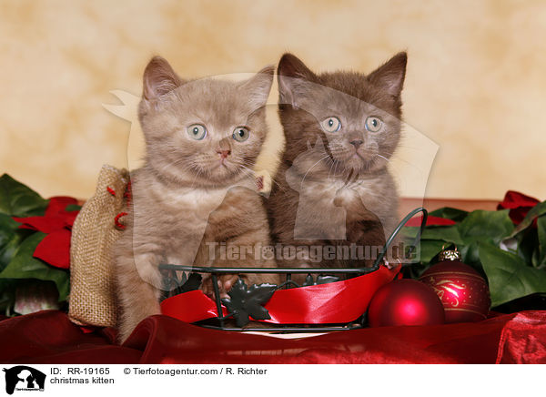 Weihnachtsktzchen / christmas kitten / RR-19165