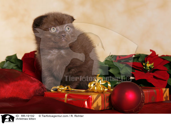 Weihnachtsktzchen / christmas kitten / RR-19192