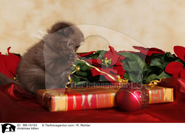 Weihnachtsktzchen / christmas kitten / RR-19193