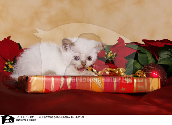 Weihnachtsktzchen / christmas kitten / RR-19194