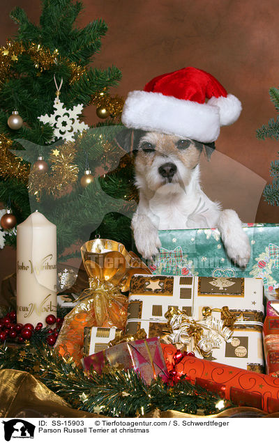 Parson Russell Terrier an Weihnachten / Parson Russell Terrier at christmas / SS-15903