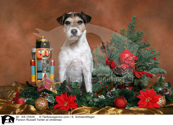 Parson Russell Terrier an Weihnachten / Parson Russell Terrier at christmas / SS-15926