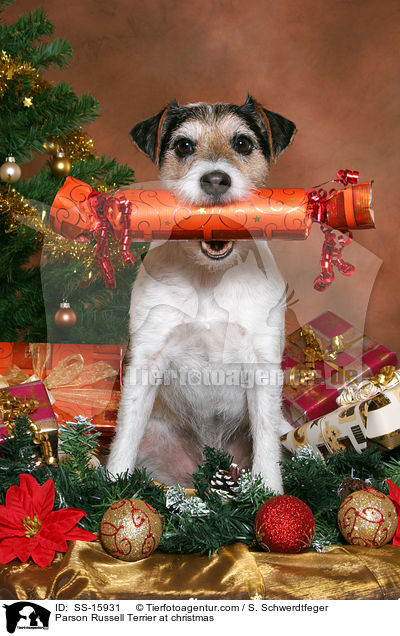 Parson Russell Terrier an Weihnachten / Parson Russell Terrier at christmas / SS-15931