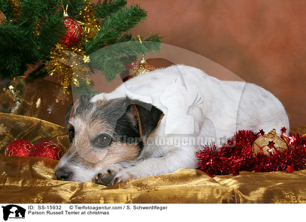 Parson Russell Terrier an Weihnachten / Parson Russell Terrier at christmas / SS-15932