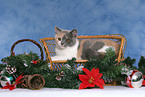 British Shorthair Kitten at christmas