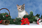 British Shorthair Kitten at christmas
