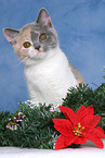 British Shorthair Kitten at christmas