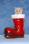 British Shorthair Kitten at christmas