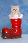 British Shorthair Kitten at christmas