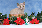 British Shorthair Kitten at christmas