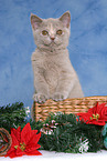 British Shorthair Kitten at christmas