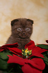 christmas kitten