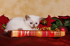 christmas kitten