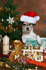 Parson Russell Terrier at christmas