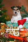 Parson Russell Terrier at christmas