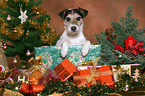 Parson Russell Terrier at christmas