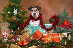 Parson Russell Terrier at christmas