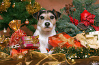 Parson Russell Terrier at christmas