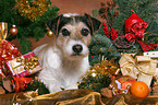 Parson Russell Terrier at christmas