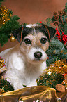 Parson Russell Terrier at christmas