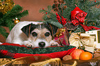 Parson Russell Terrier at christmas